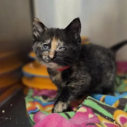 A baby small-sized female Domestic Short Hair cat named Ms. Pacman for adoption in Westland, MI