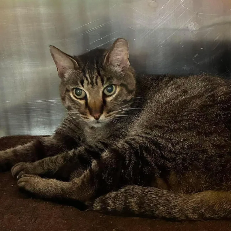 A senior large-sized male Tabby (Brown / Chocolate) Tabby cat named Spencer for adoption in Petersburg, IL