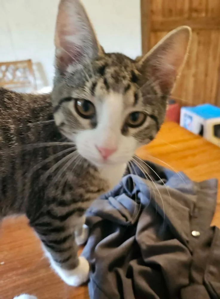 A baby small-sized male Domestic Short Hair cat named Snuggles for adoption in South Bend, IN