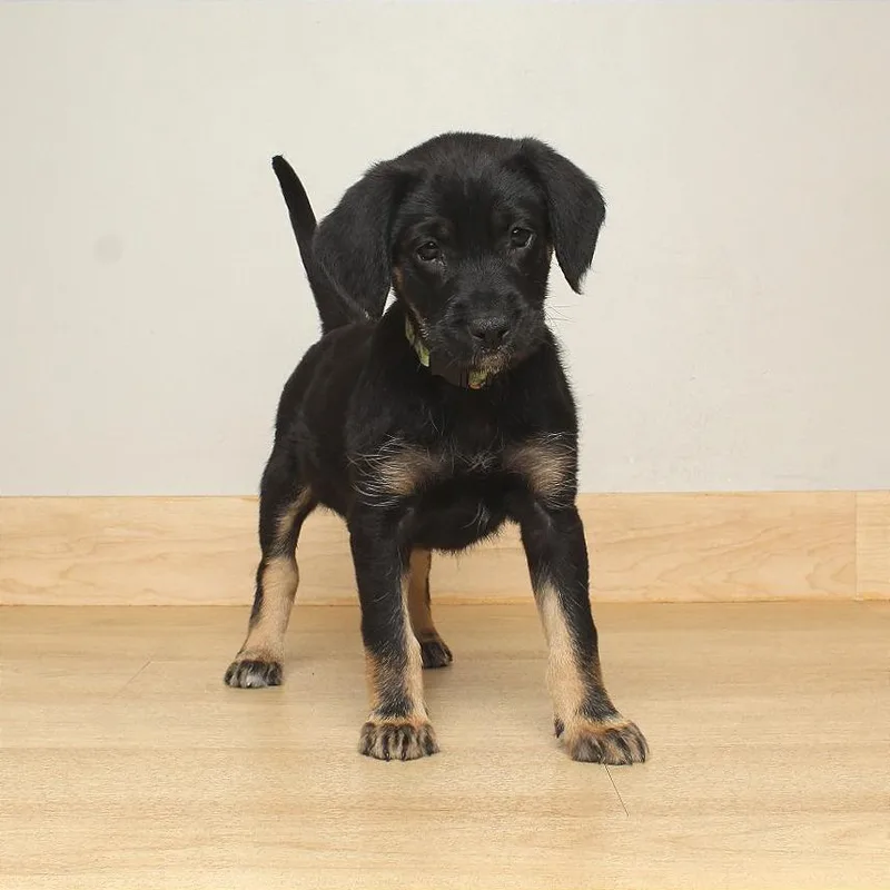 A baby medium-sized female Black Labrador Retriever dog named Polka D for adoption in Minnetonka, MN