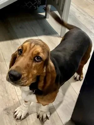 An adult medium-sized female Tricolor (Brown, Black, & White) Basset Hound dog named Brandy for adoption in St. Paul, MN
