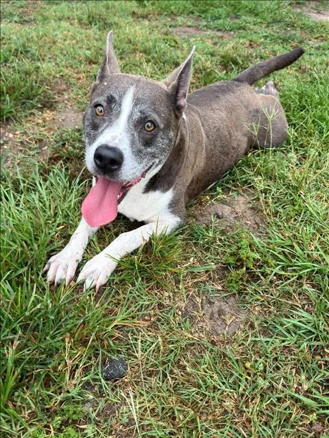 An adult medium-sized female Pit Bull Terrier dog named Petunia for adoption in Conroe, TX