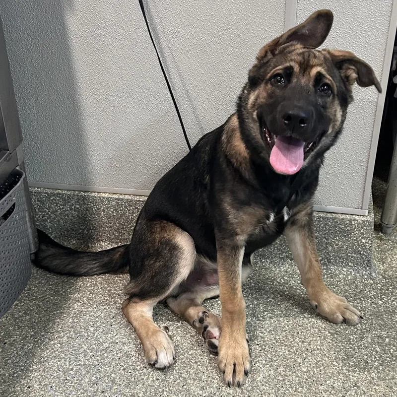 A baby medium-sized male Black German Shepherd Dog dog named IVHSStray for adoption in San Gabriel, CA
