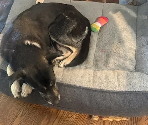 An adult medium-sized female Black German Shepherd Dog dog named Mama Winifred for adoption in Van Nuys, CA