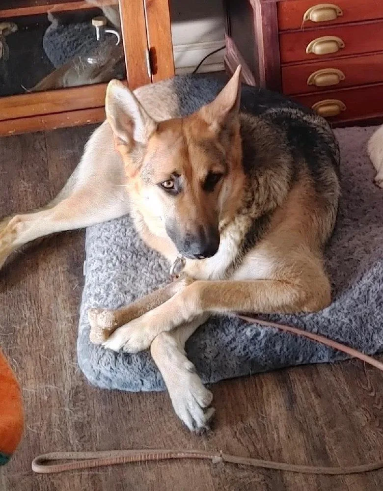 An adult large-sized female Brown / Chocolate German Shepherd Dog dog named Adi for adoption in Xenia, OH