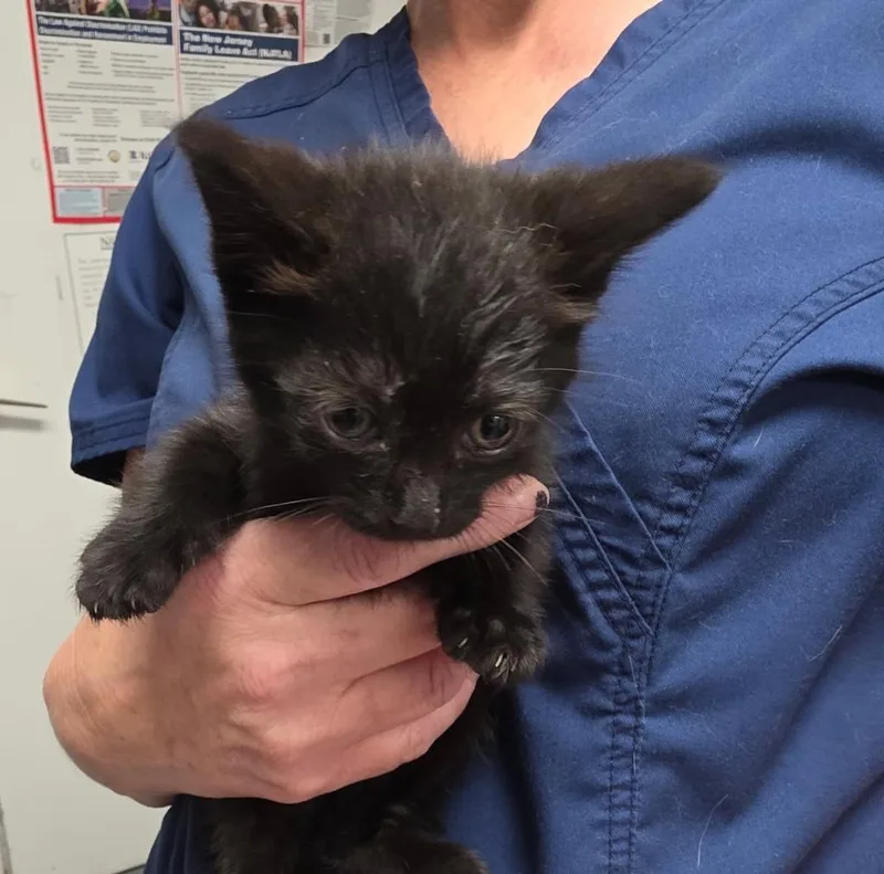 A baby small-sized male Domestic Short Hair cat named Amir for adoption in Ewing, NJ