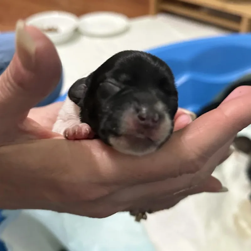 Angus C thumbnail 2