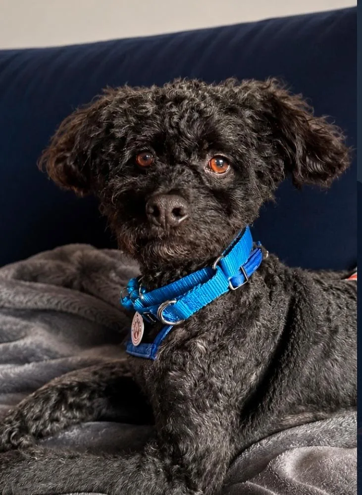 An adult small-sized male Black Miniature Poodle dog named Sesame for adoption in Los Angeles, CA