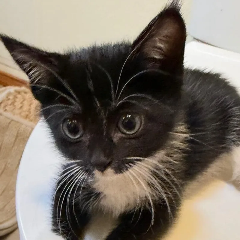Sophie thumbnail 4