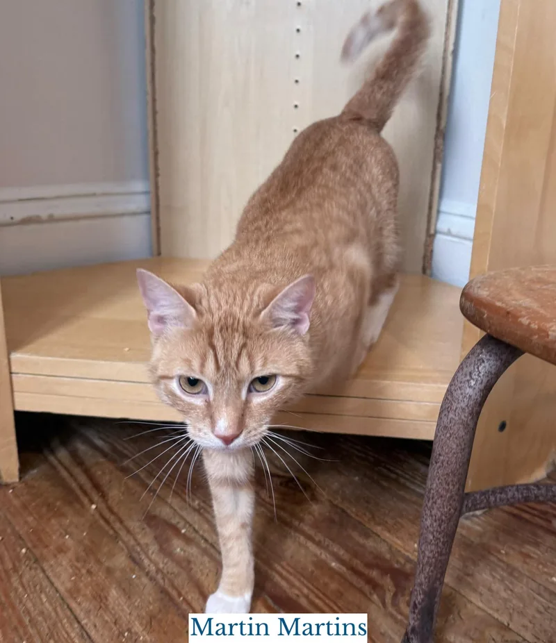 A young medium-sized male Orange & White Domestic Short Hair cat named Martin Martins for adoption in Berkeley Springs, WV