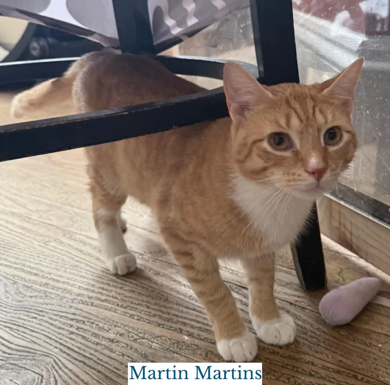Martin Martins thumbnail 2