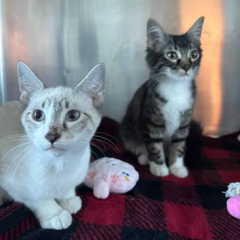 A baby medium-sized male White Snowshoe cat named Aang for adoption in Matteson, IL