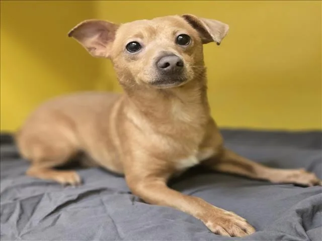 An adult small-sized male Chihuahua dog named Mr Fidget for adoption in Los Angeles, CA