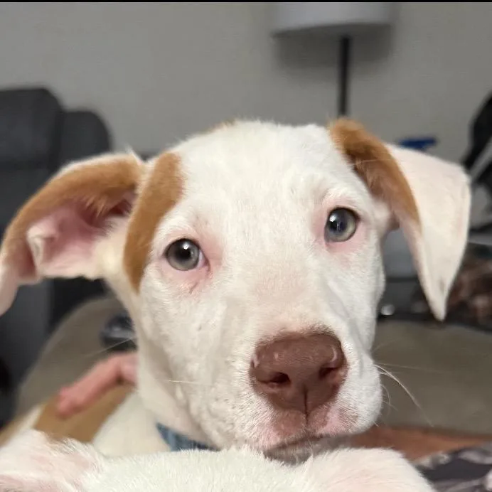 A young medium-sized male Yellow / Tan / Blond / Fawn Mixed Breed dog named Tucker for adoption in Red House, WV