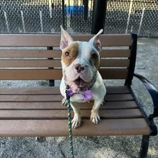 An adult medium-sized female American Bully dog named Chanel for adoption in Philadelphia, PA