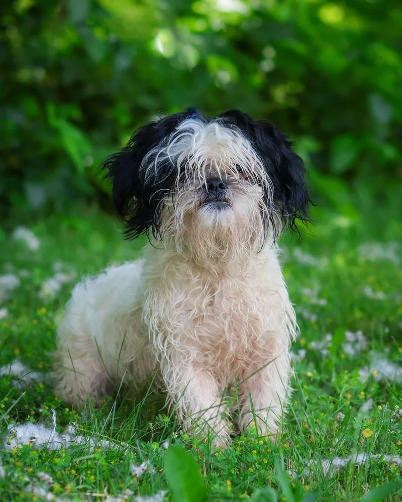 An adult small-sized male Black Shih Tzu dog named Mozart for adoption in Bridgeport, CT