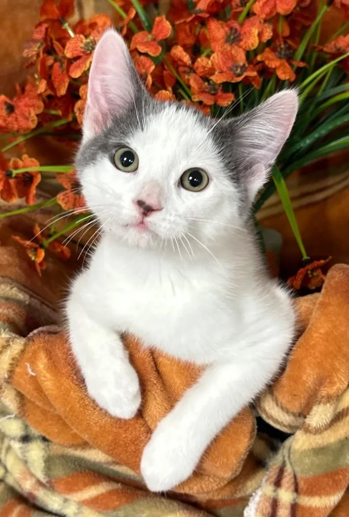 A baby small-sized male Domestic Short Hair cat named Javier for adoption in Stillwater, OK