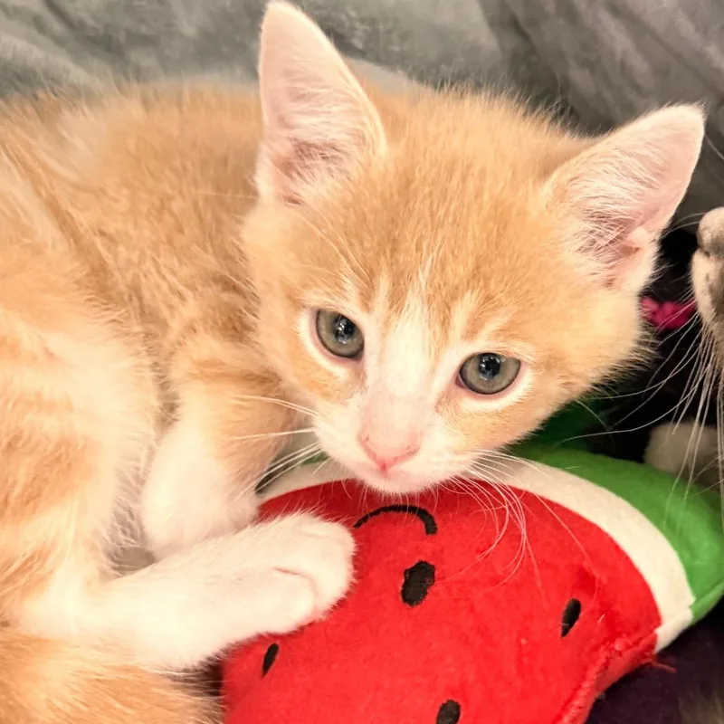 A baby small-sized male Buff / Tan / Fawn Domestic Short Hair cat named Smoof for adoption in Evansville, IN