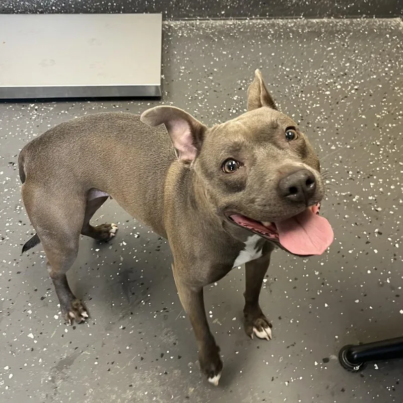 An adult medium-sized female Gray / Blue / Silver Mixed Breed dog named Princess for adoption in Columbiana, AL