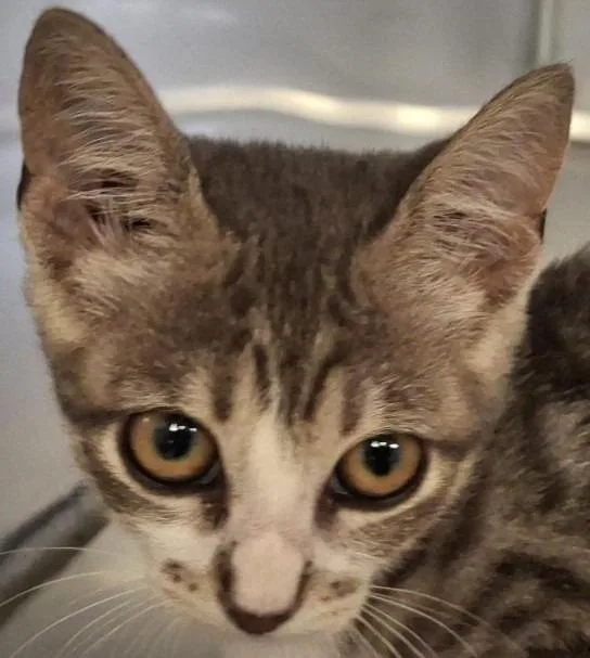 A baby medium-sized female Domestic Short Hair cat named Junebug for adoption in Brenham, TX