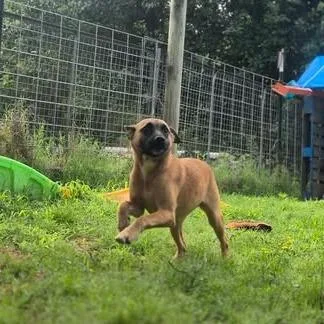 Patriot thumbnail 2