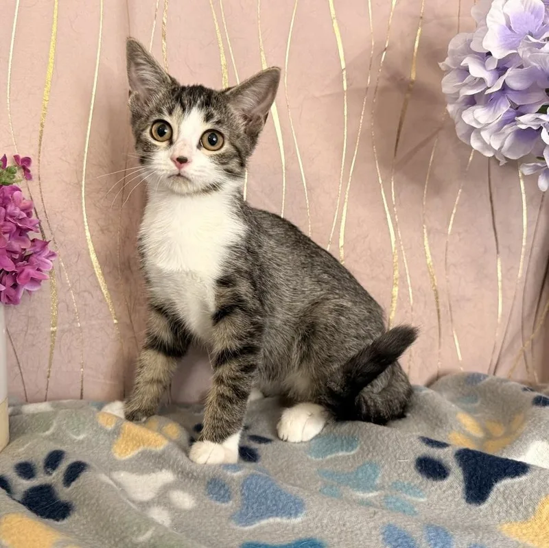 A baby small-sized female Tabby (Gray / Blue / Silver) Domestic Short Hair cat named Valentine for adoption in Long Beach, MS