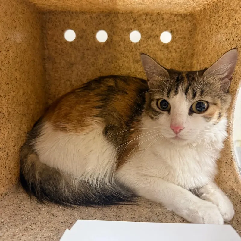 An adult medium-sized female Calico Domestic Medium Hair cat named Princess for adoption in Reno, NV