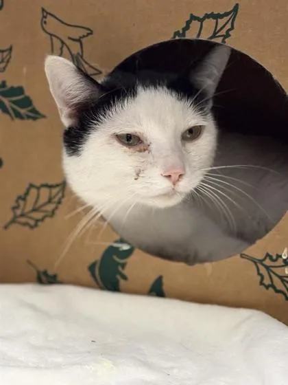 An adult small-sized male Domestic Short Hair cat named Orlie for adoption in West Chester, PA