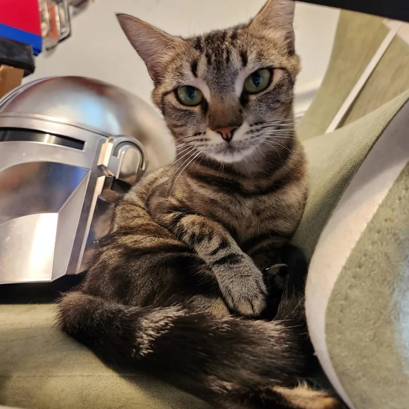 A young medium-sized female Domestic Short Hair cat named Debbie for adoption in Rock Hill, SC