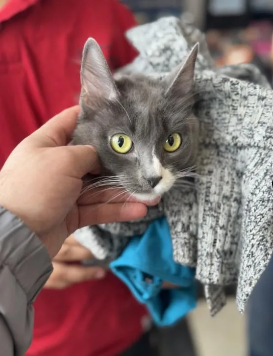 A baby medium-sized female Gray & White Domestic Long Hair cat named Philly for adoption in Chicago, IL