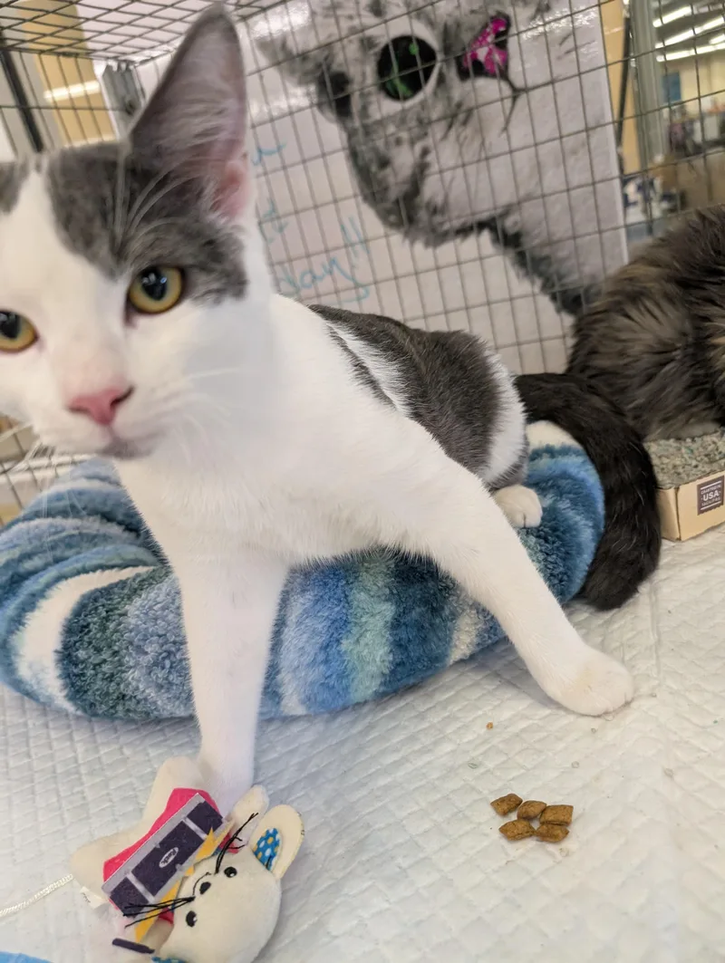 A baby medium-sized male Gray & White Domestic Short Hair cat named Spot for adoption in Concord, CA