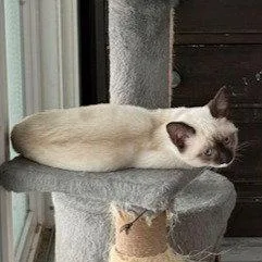 A baby medium-sized female Siamese cat named Minnie sisterofMickey for adoption in Houston, TX