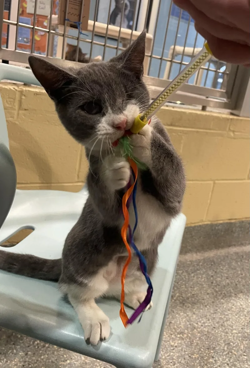 A baby medium-sized female Tabby (Gray / Blue / Silver) Domestic Short Hair cat named Odyssey for adoption in Charleston, SC