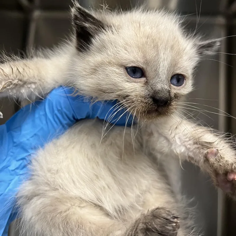 A baby small-sized female Cream / Ivory Domestic Short Hair cat named Tina Rex for adoption in Columbiana, AL
