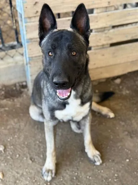 A young large-sized male Shepherd dog named Taylor for adoption in Riverside, CA