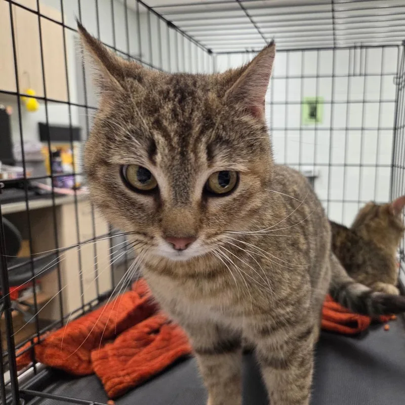 An adult medium-sized female Brown / Chocolate Domestic Short Hair cat named Hera for adoption in Chattanooga, TN