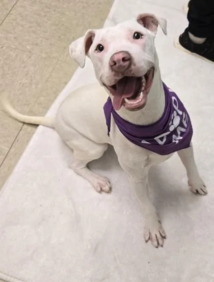 A young medium-sized female White / Cream Mixed Breed dog named Paloma for adoption in Hamilton, OH