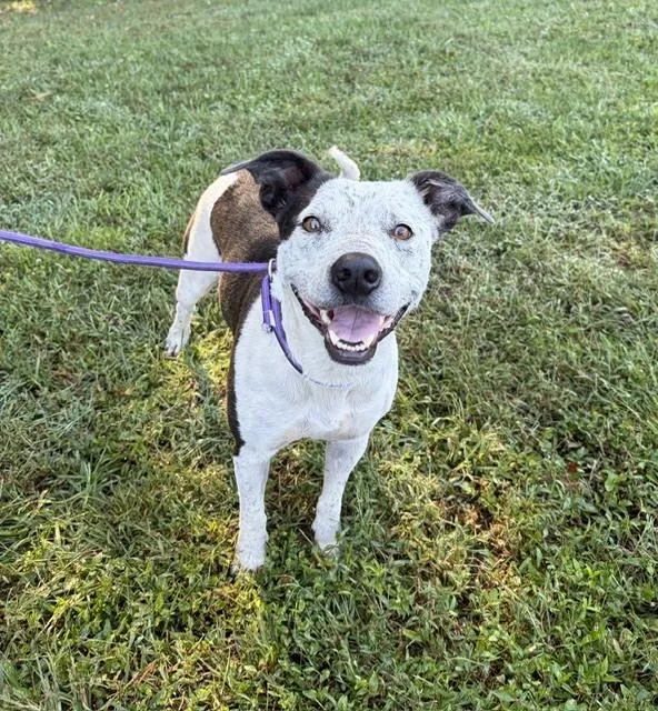 An adult medium-sized female Labrador Retriever dog named Millie for adoption in Mocksville, NC