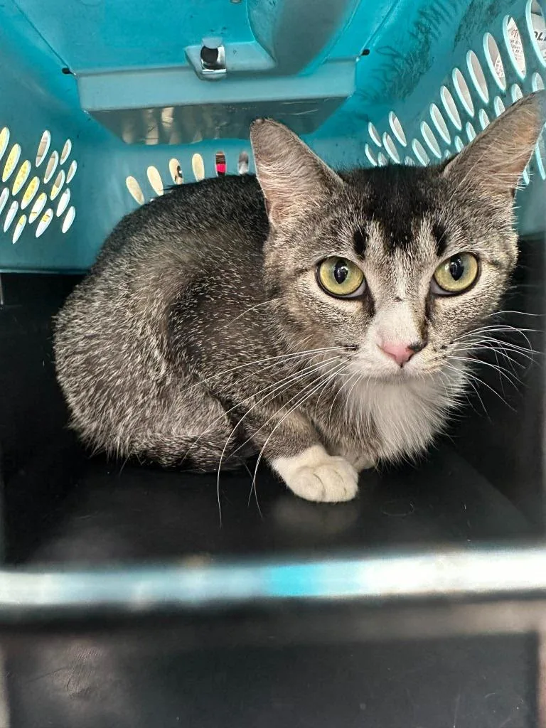 A young medium-sized female Domestic Short Hair cat named Mama Ava for adoption in Cloquet, MN