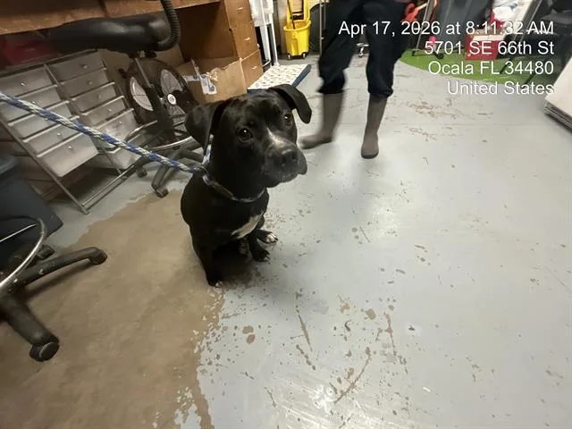 A young medium-sized male Pit Bull Terrier dog named Marlin for adoption in Ocala, FL