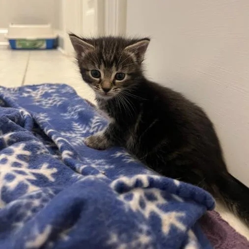 A baby small-sized male Gray / Blue / Silver Domestic Short Hair cat named Beast for adoption in Mebane, NC