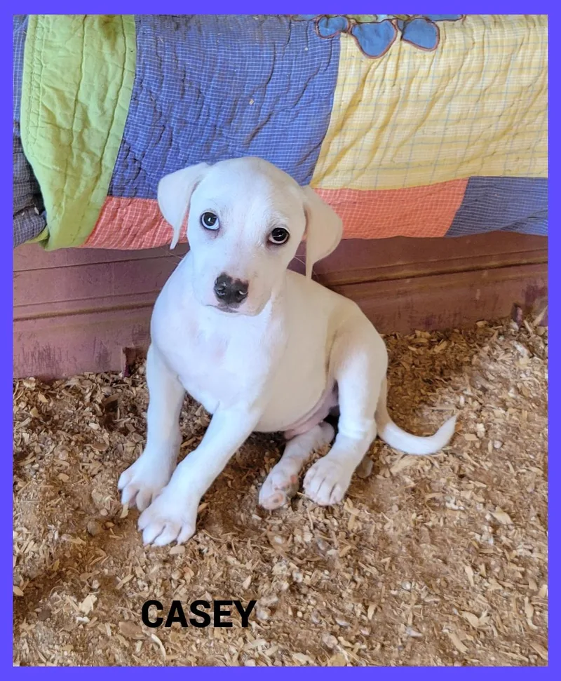 Casey