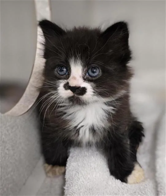 A baby medium-sized female Domestic Short Hair cat named Tampa for adoption in Dallas, TX