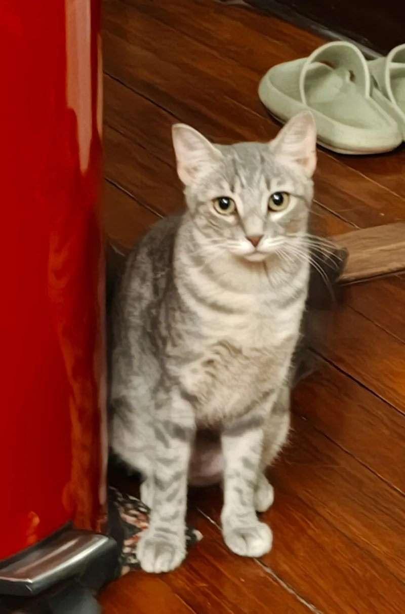 A young medium-sized female Tabby (Gray / Blue / Silver) Domestic Short Hair cat named Misty for adoption in Farmington, MN