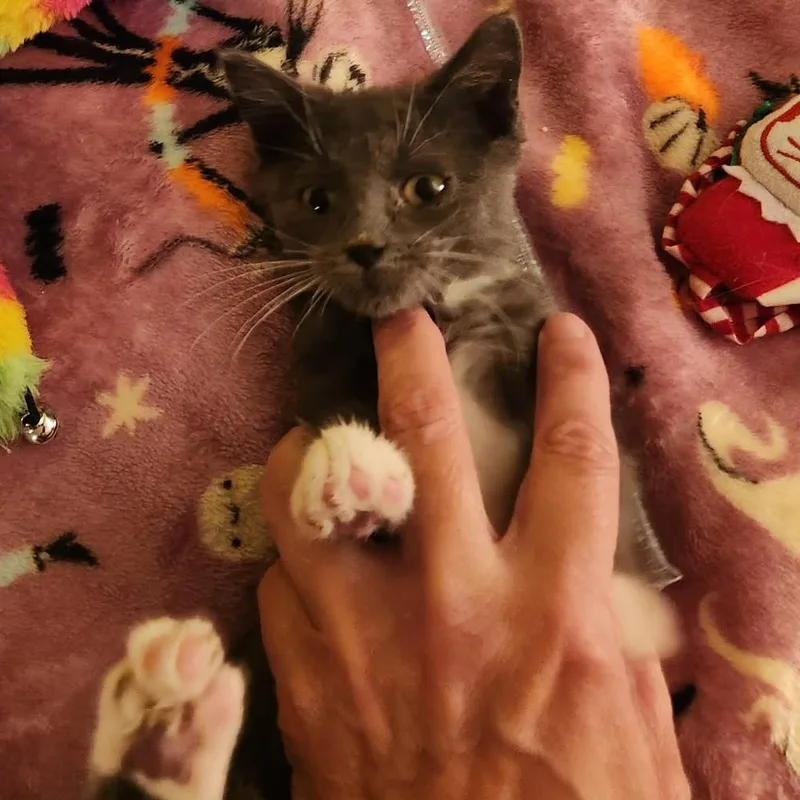 A baby small-sized male Gray & White Domestic Short Hair cat named Knuckles for adoption in Chicago, IL