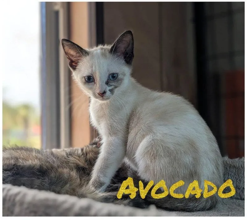 Avocado ..