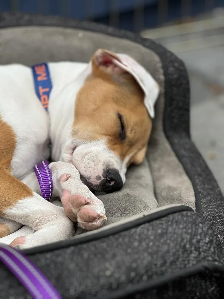 Freckles thumbnail 3