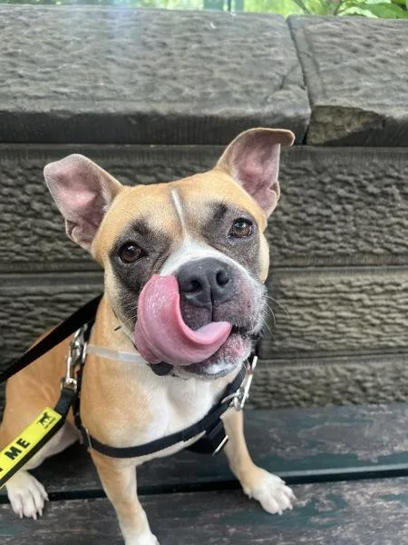 An adult medium-sized female Mixed Breed dog named Monie for adoption in New York, NY