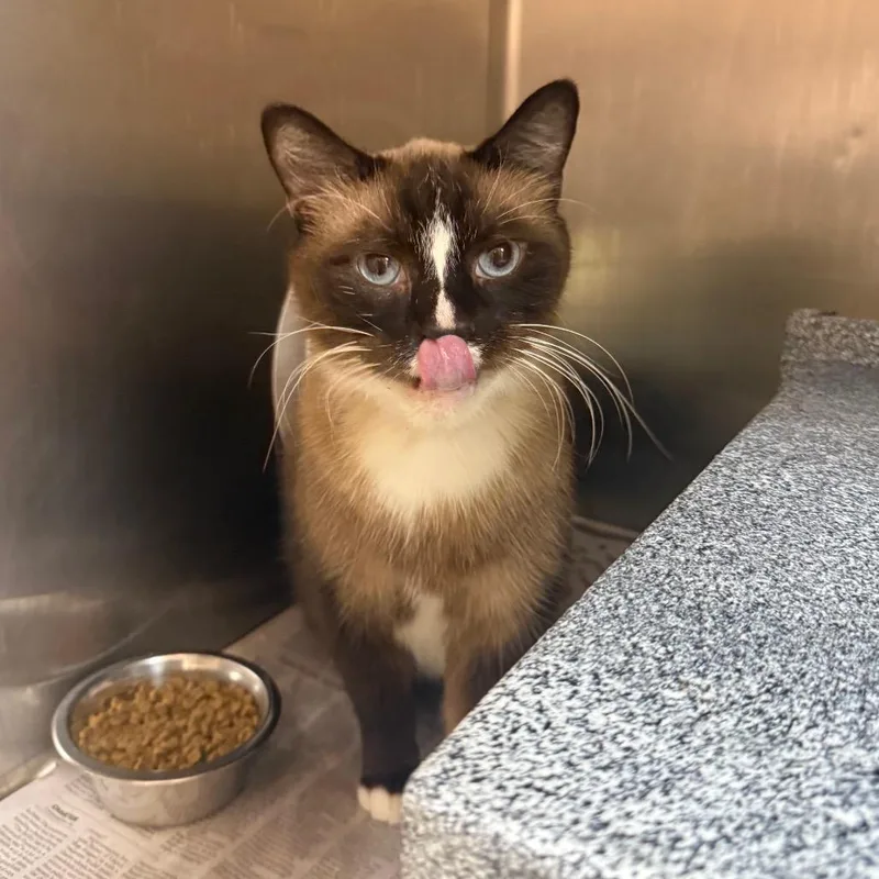 An adult large-sized male Domestic Short Hair cat named Taffy for adoption in Winston-Salem, NC