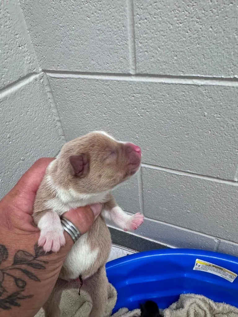 A baby medium-sized male Labrador Retriever dog named Stan for adoption in East Ridge, TN